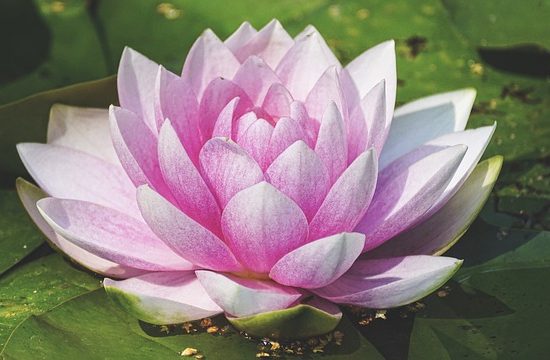 Wholeness Wasserlilie