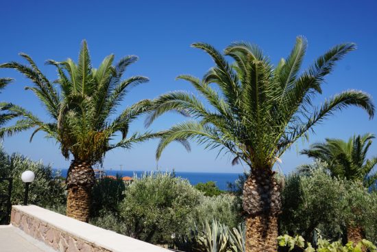 Palmen mit Meerblick NLP intensiv und Kompakt auf Lesbos